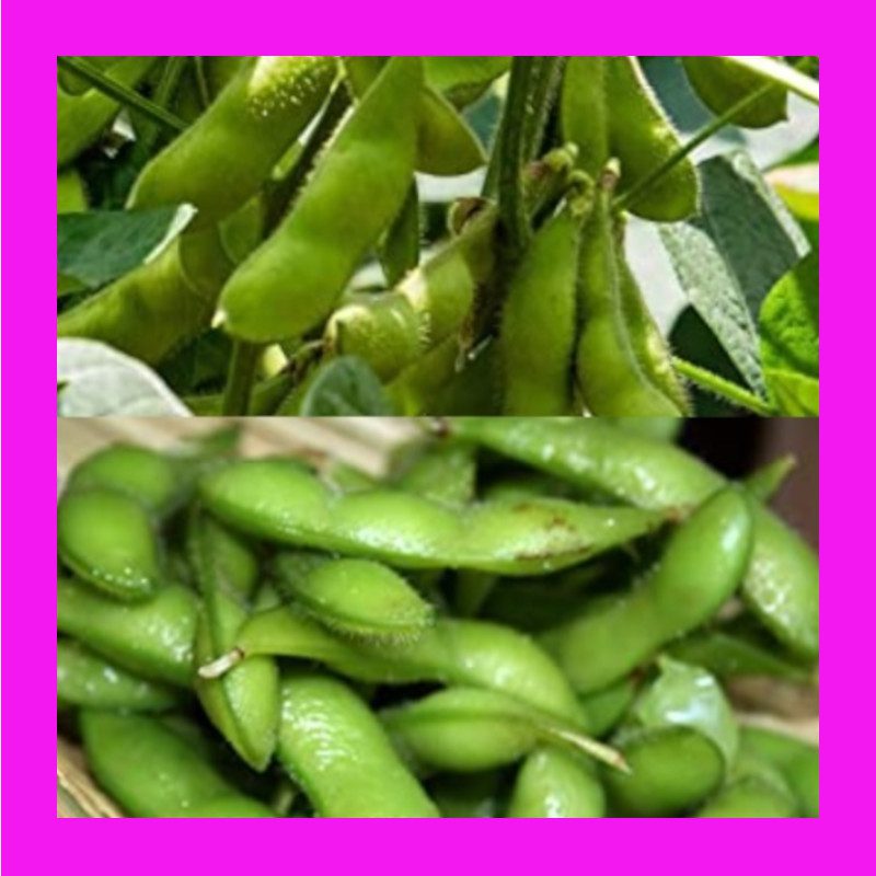 BEAN-SOYBEAN EDAMAME + Inoculant